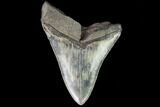 Serrated, Fossil Megalodon Tooth - Georgia #109332-1